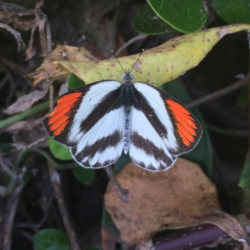 Round-winged Orange Tip photo 5
