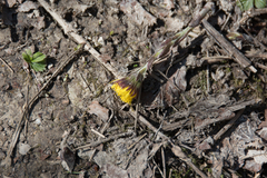 Tussilago farfara