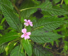 Impatiens dasysperma