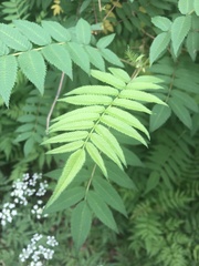 Sorbaria sorbifolia