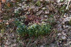 Euphorbia amygdaloides