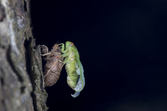 Chremistica ochracea