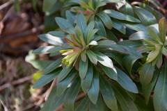 Euphorbia amygdaloides