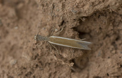 Pleurota aristella
