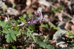 Bombus