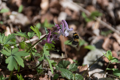Bombus