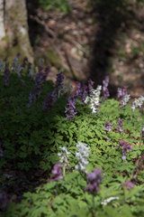Corydalis cava