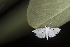 Pycnarmon meritalis