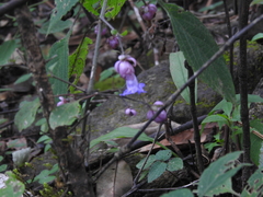 Strobilanthes heyneana