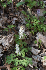 Corydalis cava