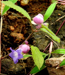 Strobilanthes heyneana