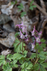 Corydalis cava