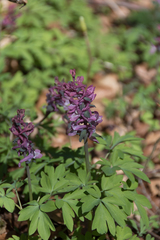 Corydalis cava
