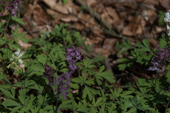 Bombus
