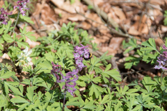 Bombus