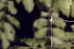 Orolestes selysi