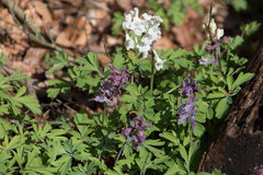 Bombus