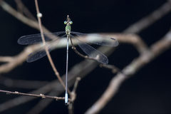 Orolestes selysi