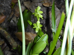 Epidendrum cardiophorum