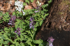 Bombus