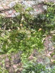 Rhynchostegium