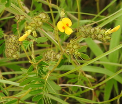 Smithia hirsuta
