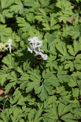 Bombus