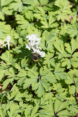 Bombus