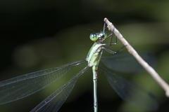 Orolestes selysi