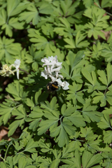 Bombus