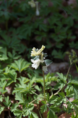 Corydalis cava