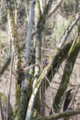 Dendrocopos major