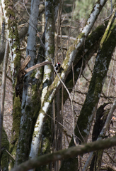 Dendrocopos major