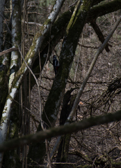 Dendrocopos major