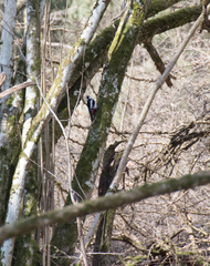 Dendrocopos major