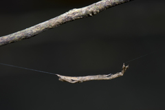 Miagrammopes orientalis