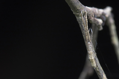 Miagrammopes orientalis