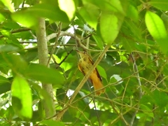 Onychorhynchus coronatus