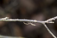 Miagrammopes orientalis