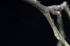 Miagrammopes orientalis