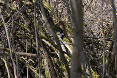 Dendrocopos major