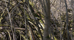 Dendrocopos major
