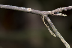 Miagrammopes orientalis