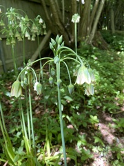 Allium siculum