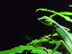 Bronchocela vietnamensis