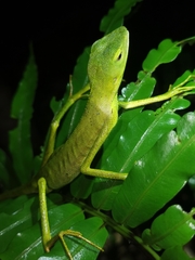 Bronchocela vietnamensis