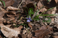 Viola