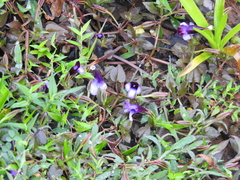 Torenia bicolor