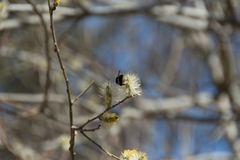 Bombus