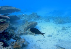 Acanthurus thompsoni
